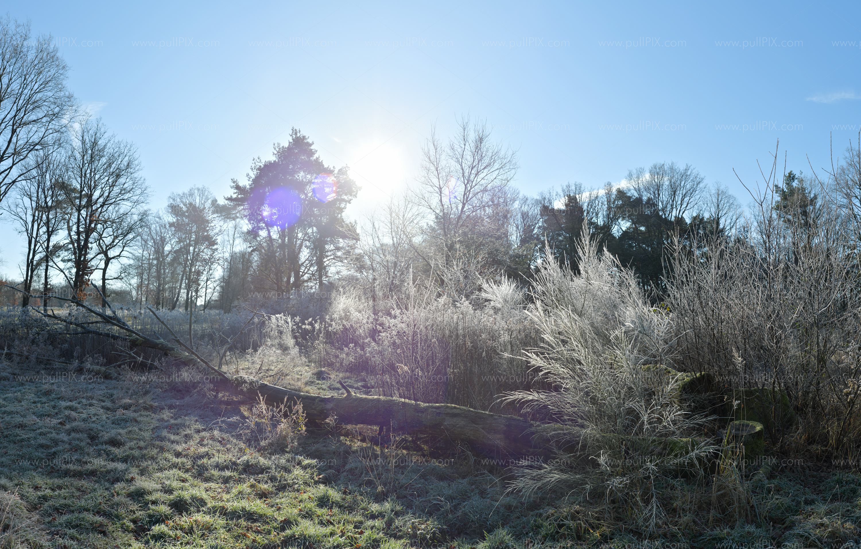 Preview Wahner Heide mit Raureif.jpg